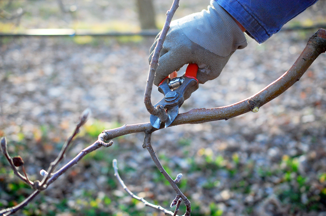 Appelboom snoeien wfv02
