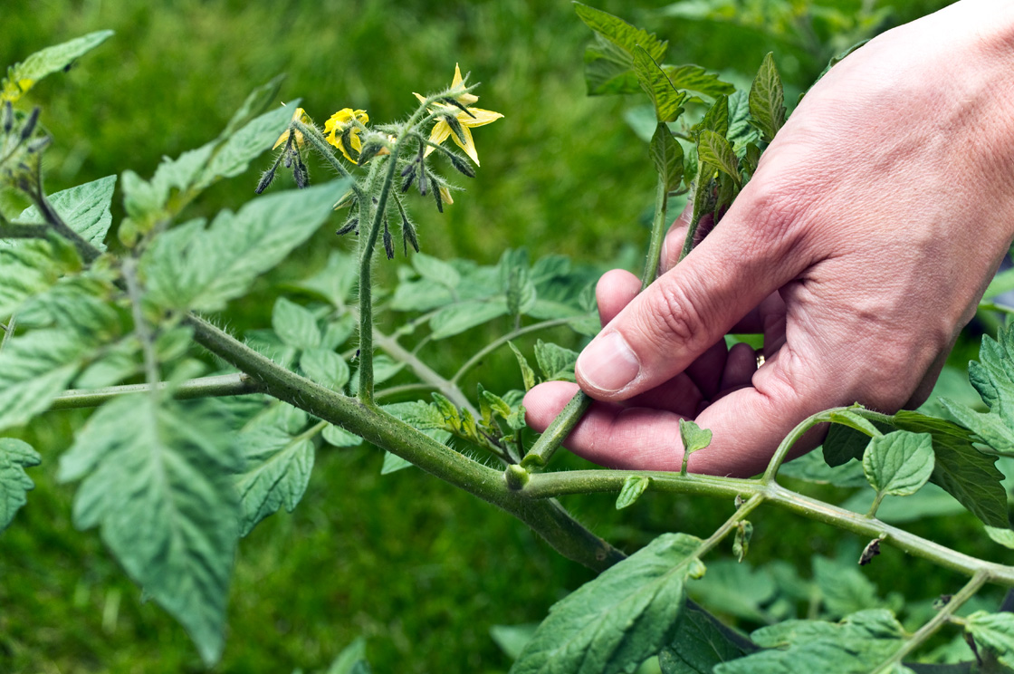 Tomaten dieven wfv01