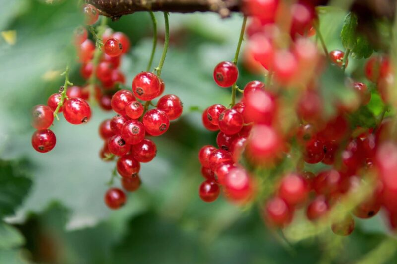 Aalbessen kweken planten oogsten ws01v01 1176837865