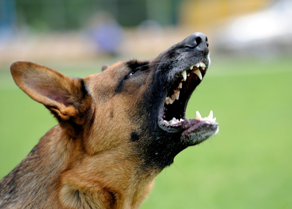 Zo kun je agressie bij een hond afleren