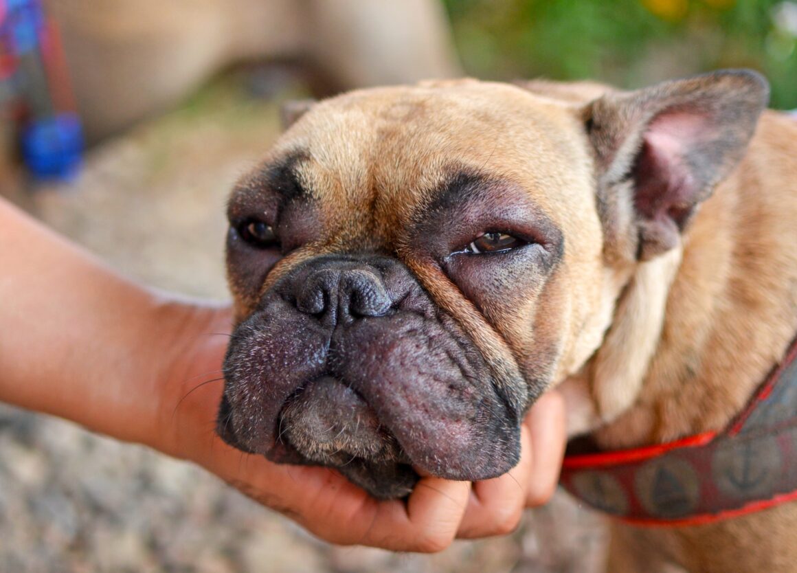 Allergieën bij honden: dit zijn 4 veelvoorkomende symptomen