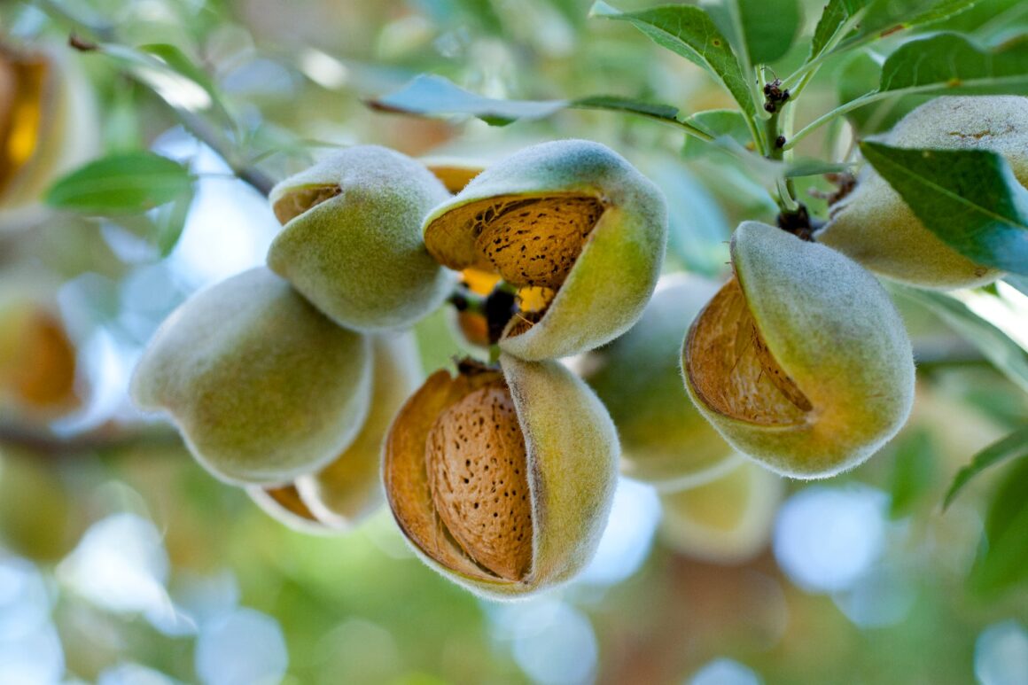 Amandelen oogsten die oogstrijp zijn in de tuin