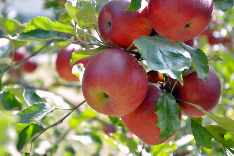 Appelboom kweken planten oogsten ws01v01 3687980 scaled