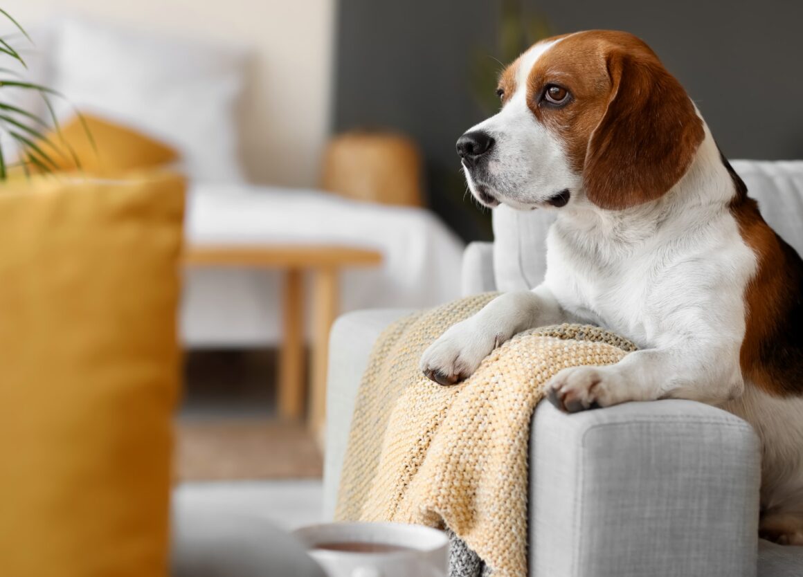 Dit zijn de symptomen van een autistische hond