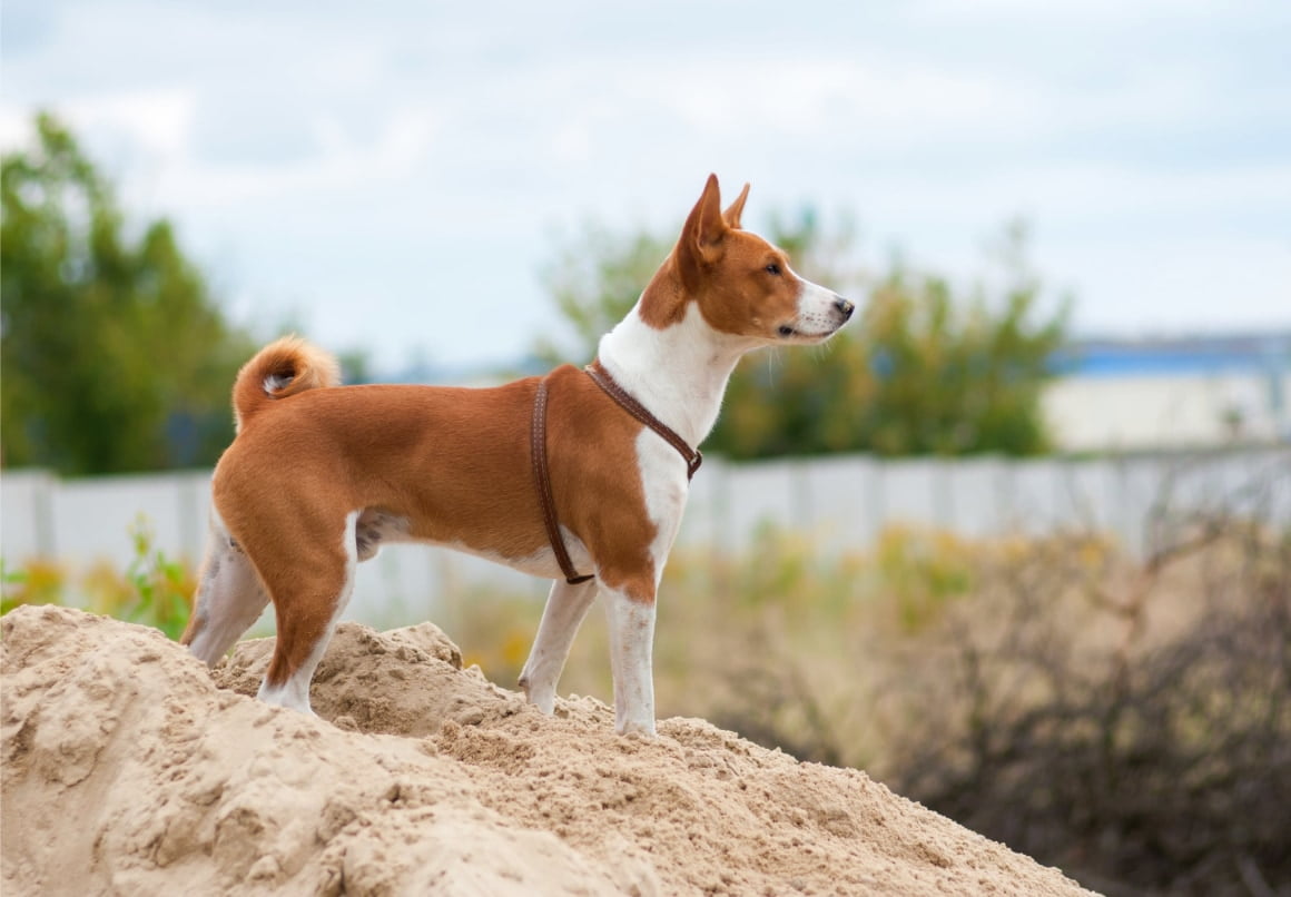 Basenji kleine hond die niet blaft