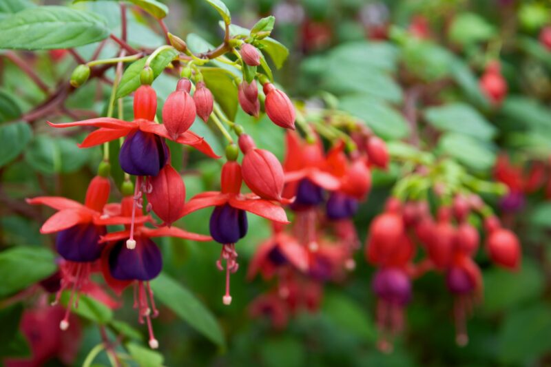 Bellenplant fuchsia planten verzorgen ws01v01 646562392