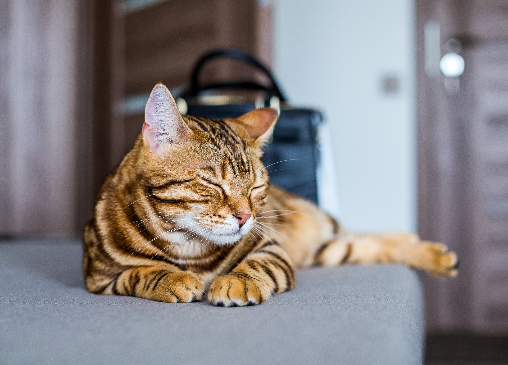 Bengaalse kater miauwt veel