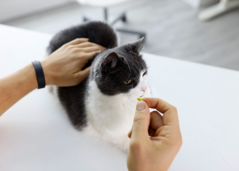 Dit zijn de 5 beste ontwormingsmiddelen voor katten