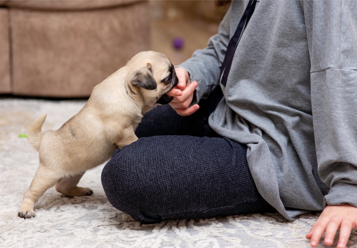 Jonge pup opvoeden bijten afleren