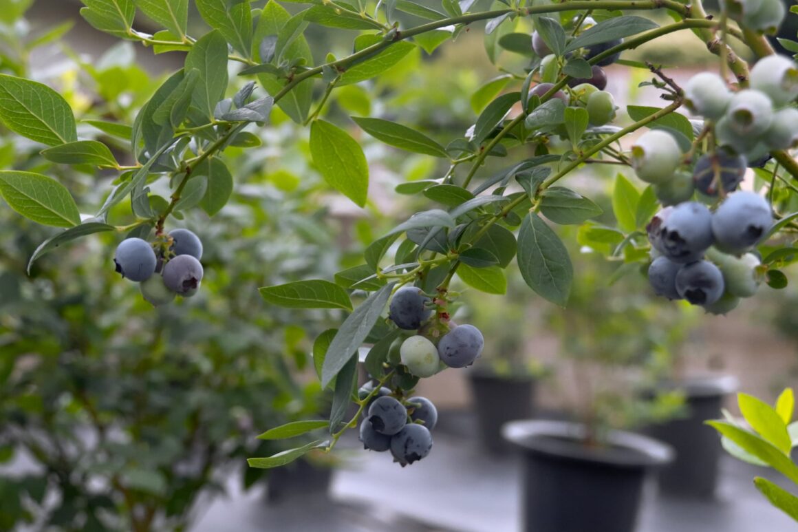 Blauwe bessen kweken in potten