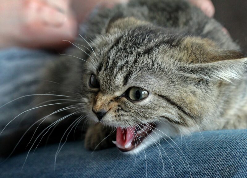 Blazende kat? Dit wilt jouw kat duidelijk maken