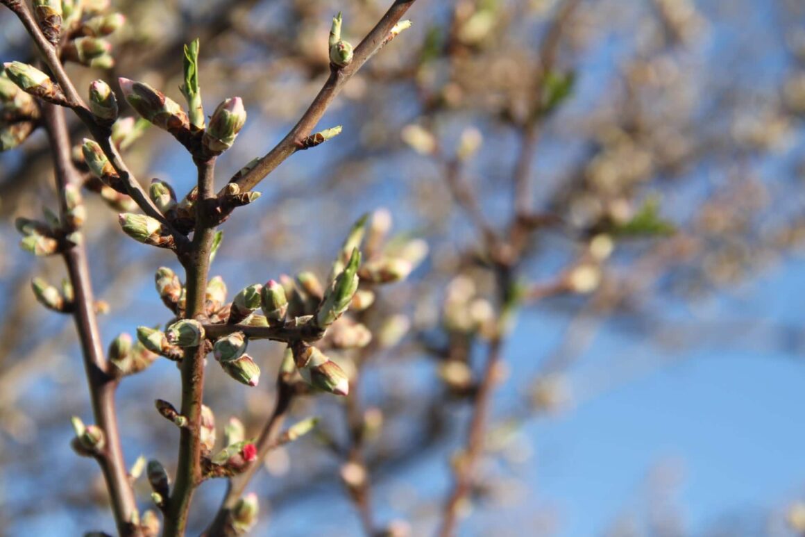 Bloemknoppen amandelboom
