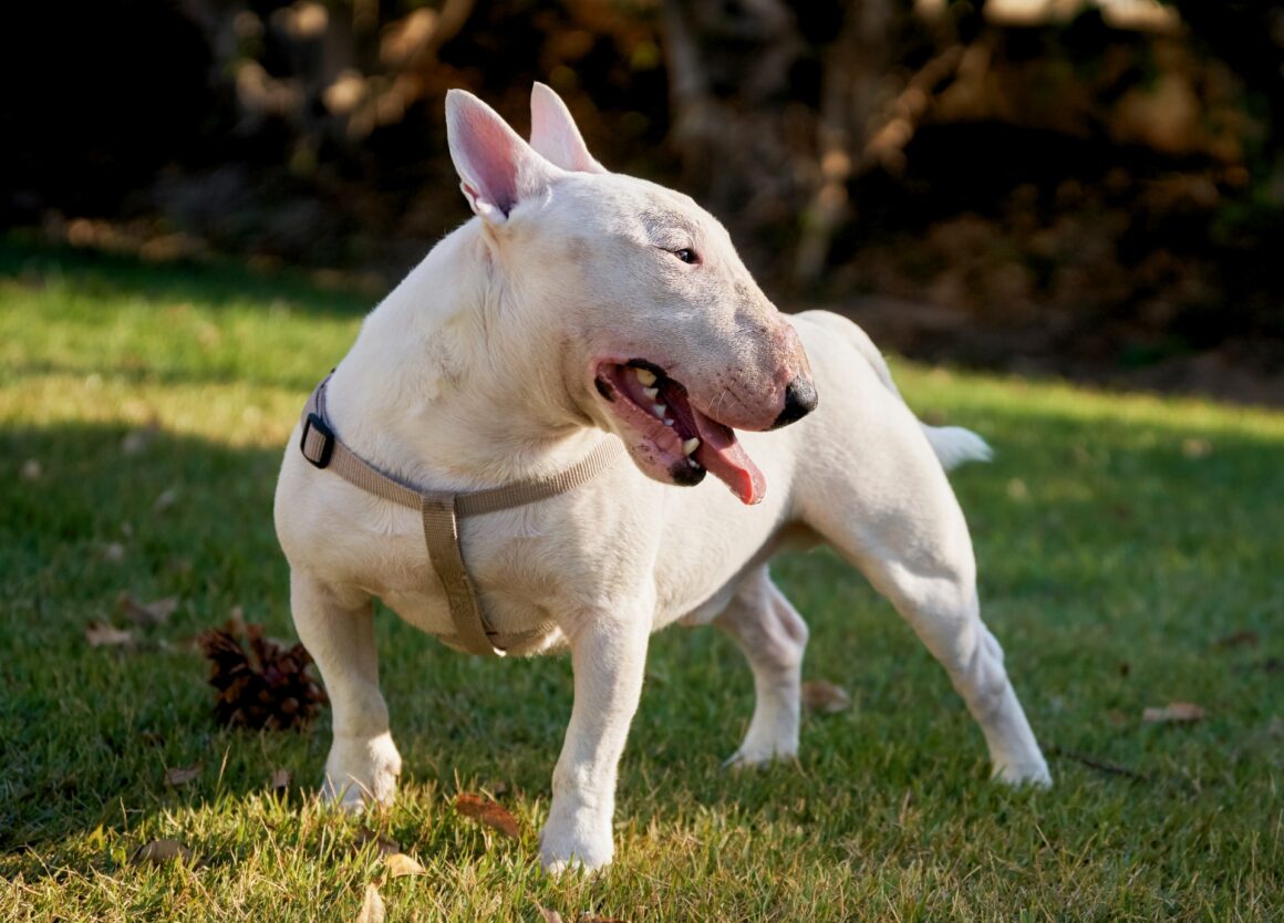 Bull Terrier kopen? Lees dan eerst deze tips