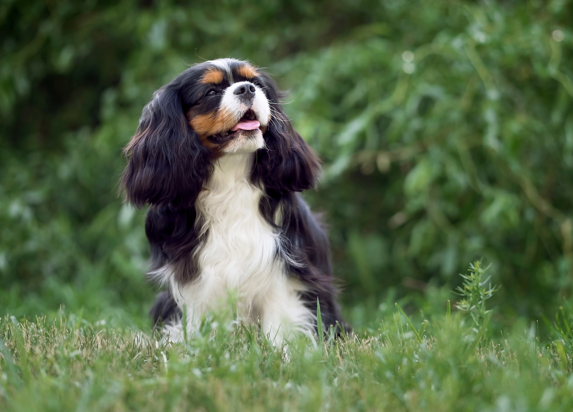 Cavalier King Charles-spaniël als beginnershond