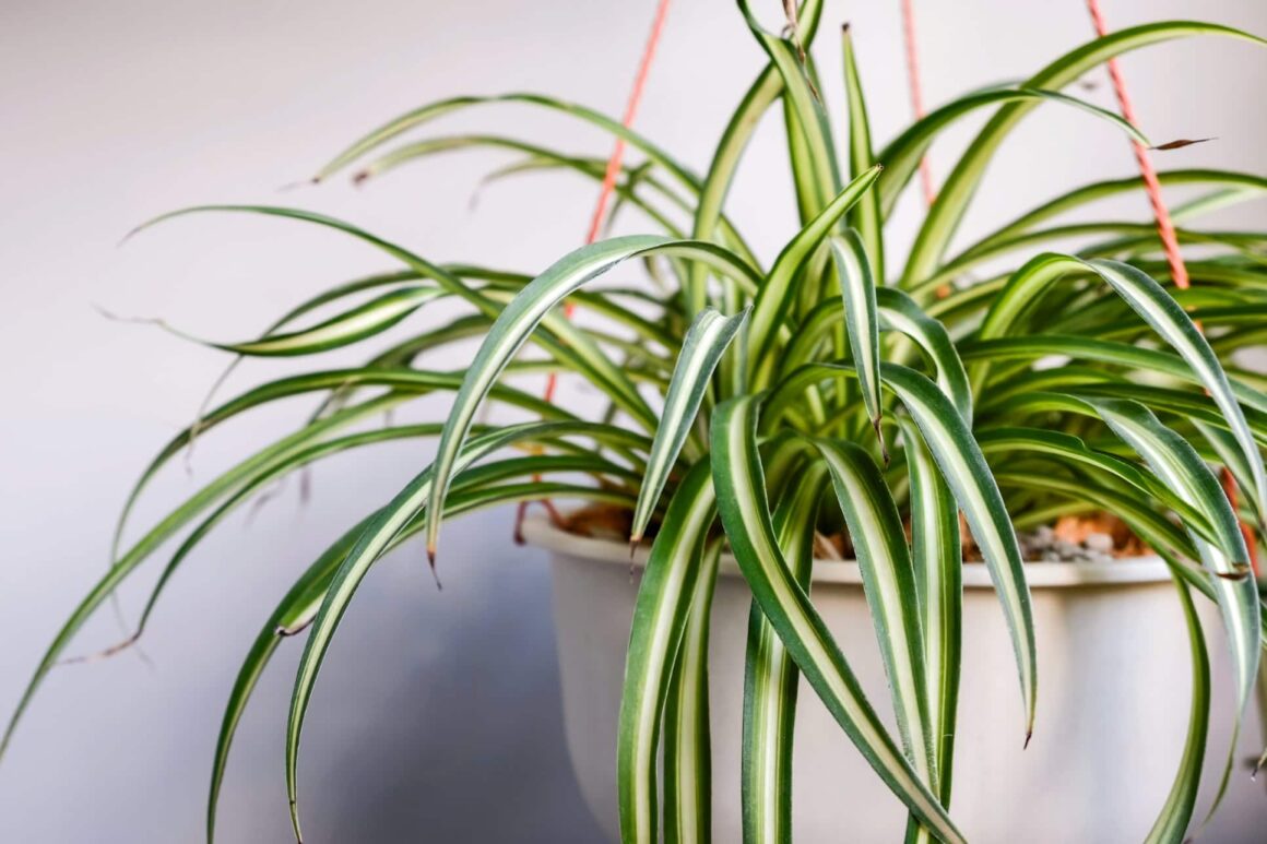 Chlorophytum graslelie verzorgen ws01v01 1185142809