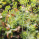 Dille–anethum graveolens 1