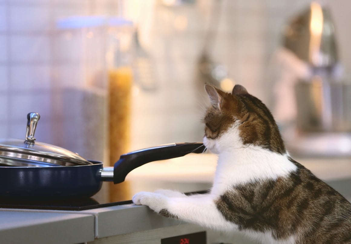 Dit mag een kat niet eten