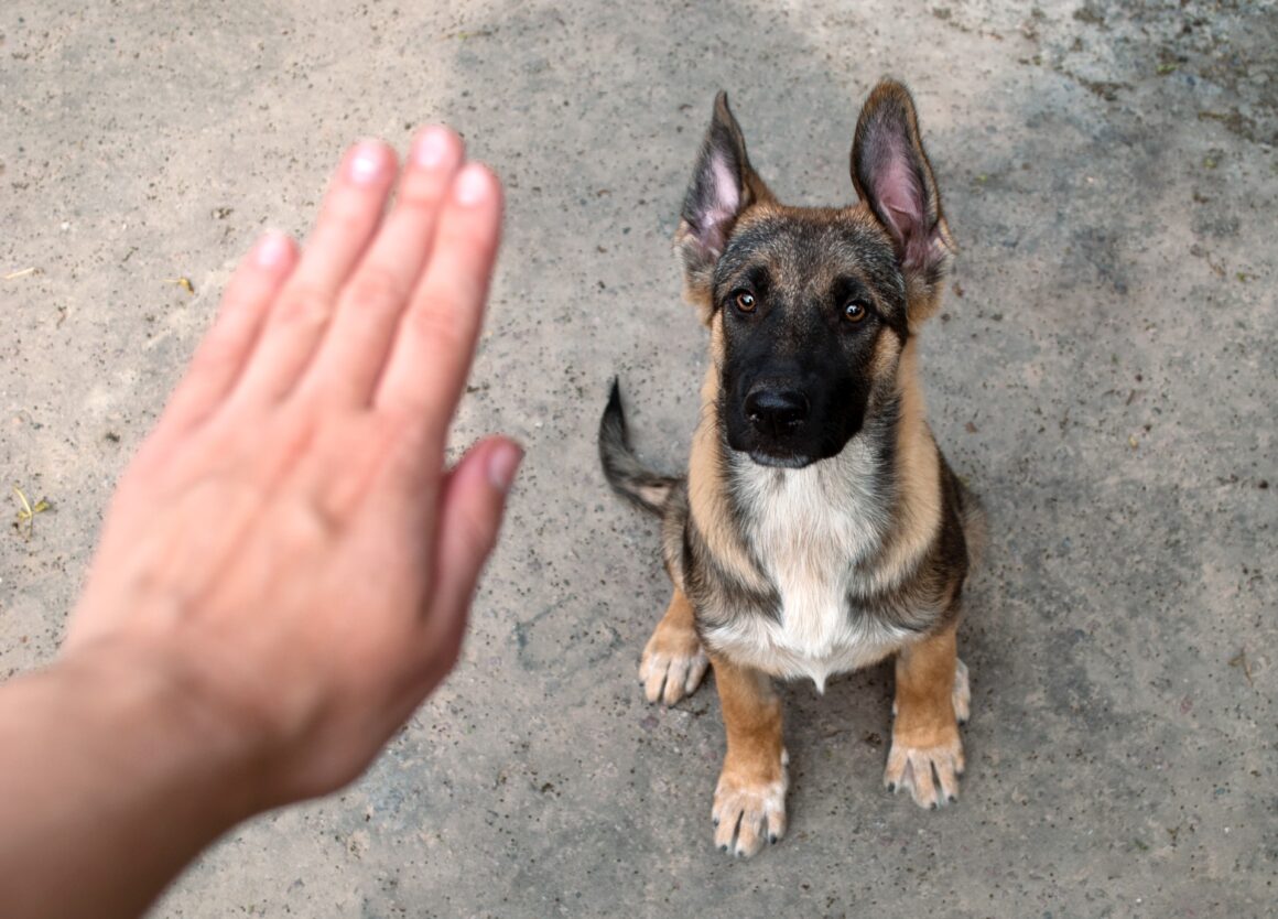 De ultieme beginnersgids: een Duitse herder trainen