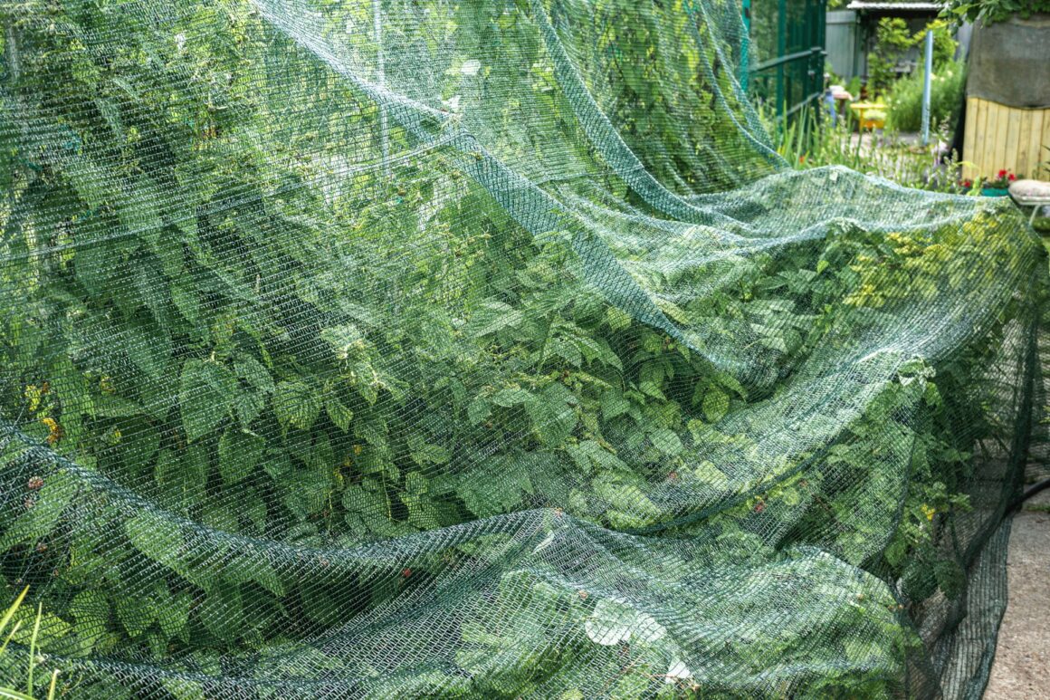 Frambozen beschermen met vogelnet