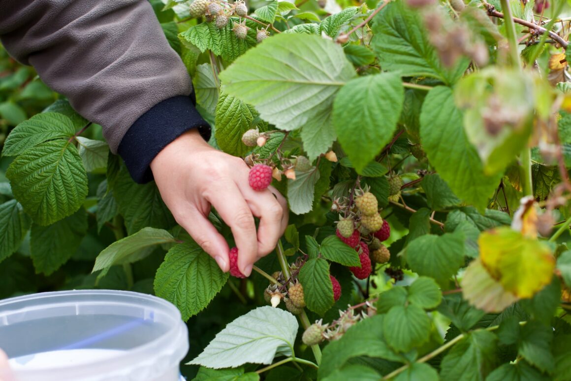 Frambozen oogsten in de moestuin