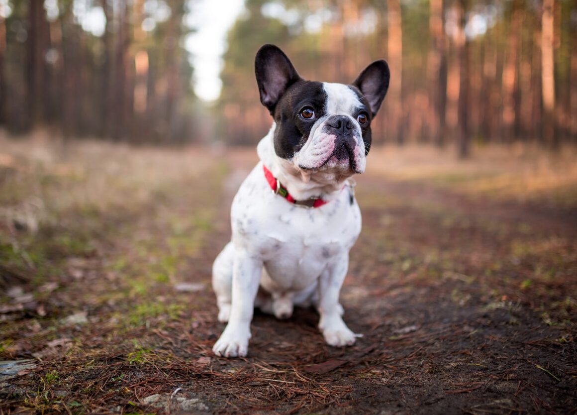 Franse Bulldog kopen? Lees dan eerst deze tips