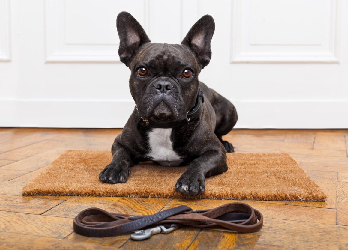 Een Franse Bulldog opvoeden? Dan moet je hier opletten