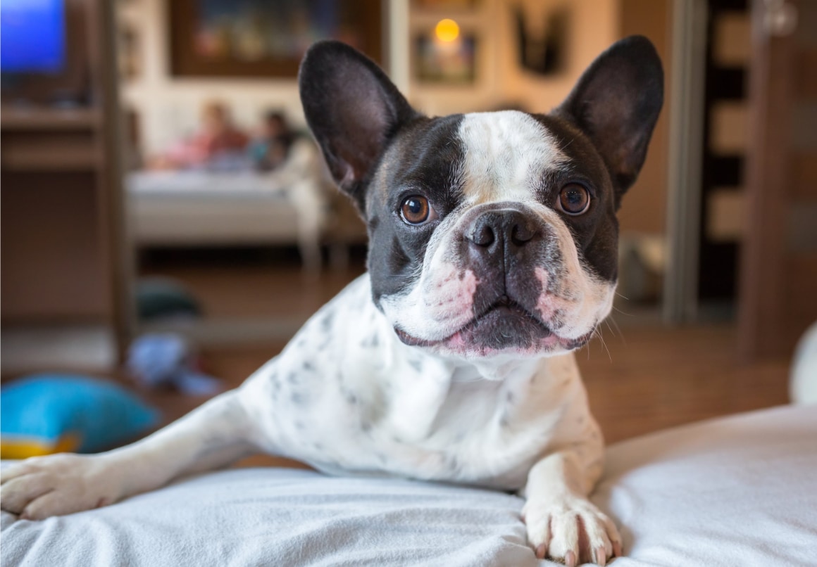 Franse Bulldog thuis op de bank