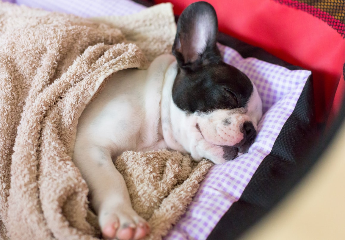Franse Bulldog pup slapend in zijn mand