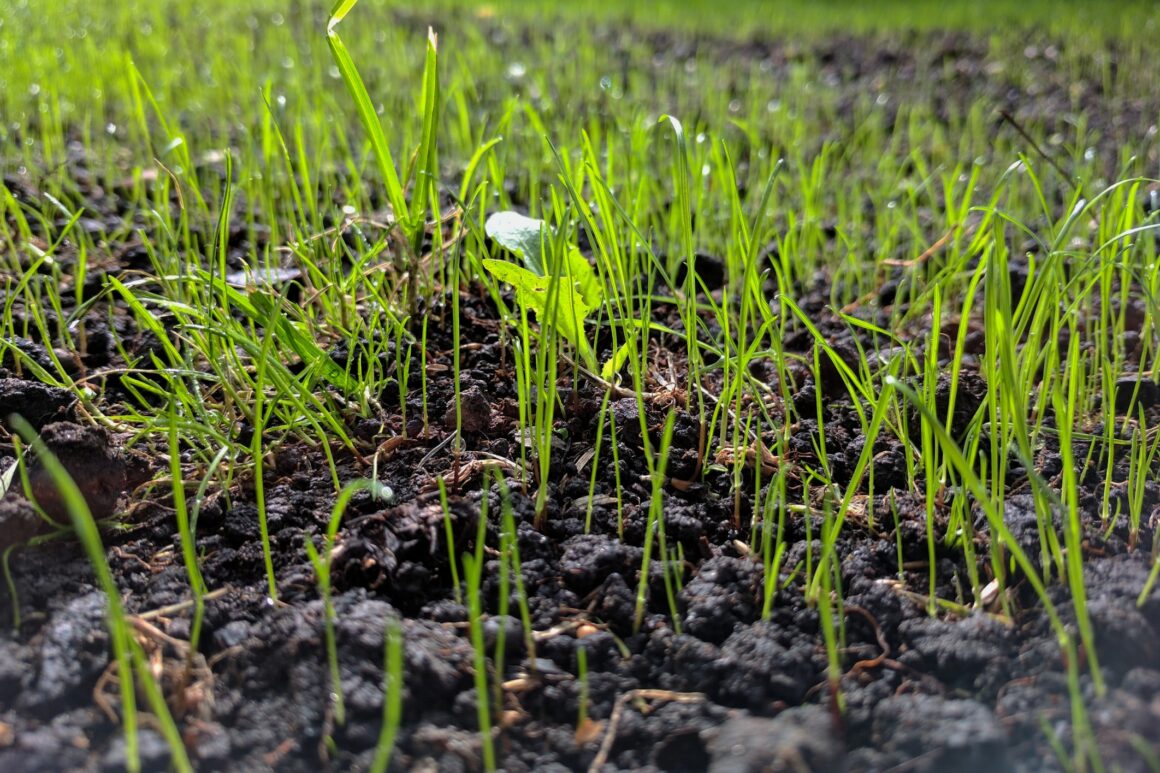 Gazon onderhouden met nieuw ingezaaid gras