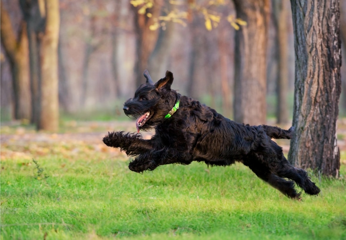 Riesenschnauzer aan het spelen buiten in het park