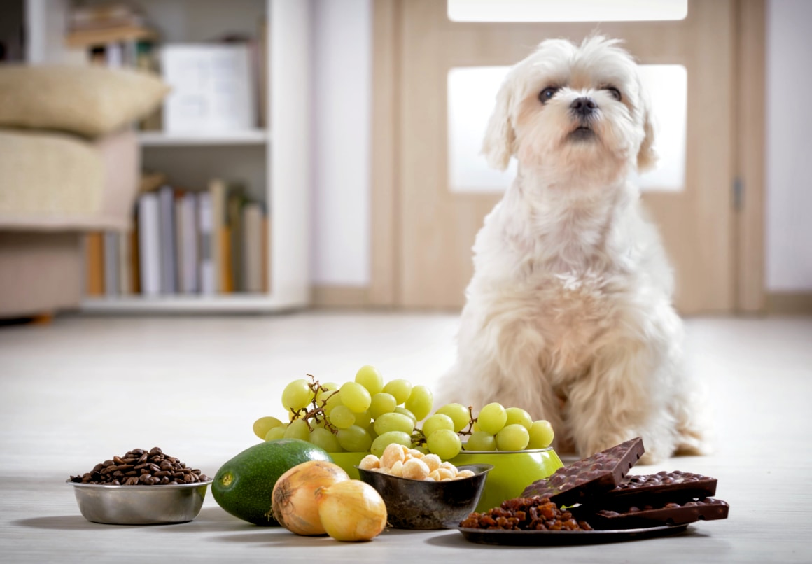 Giftig fruit voor hond