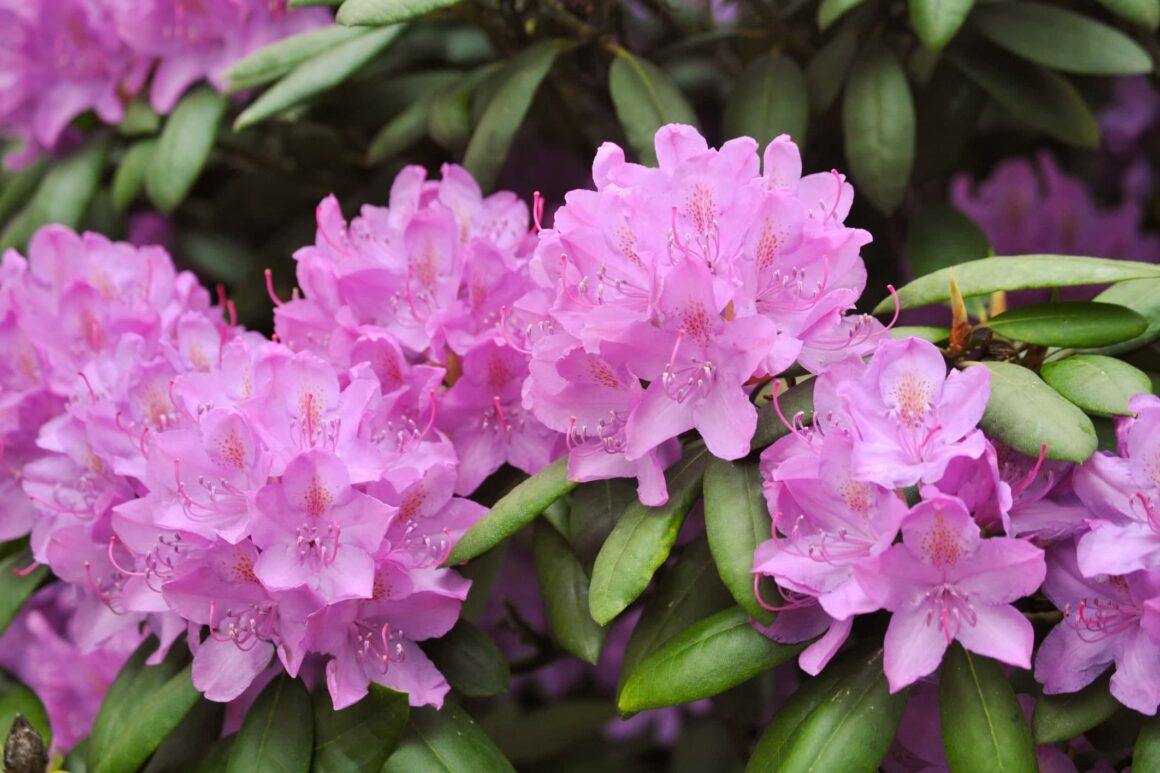 Pontische Rododendron giftige plant hond