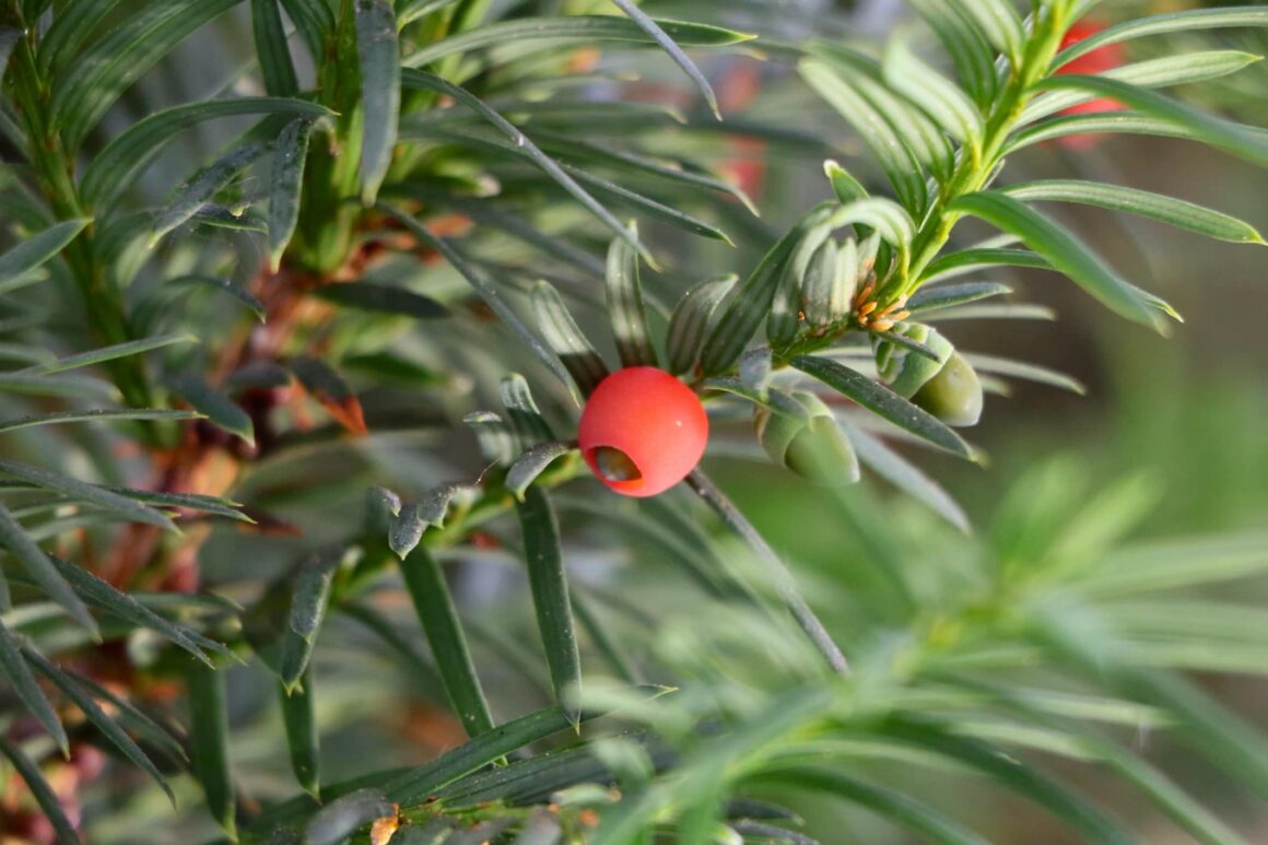 Taxus giftige plant hond