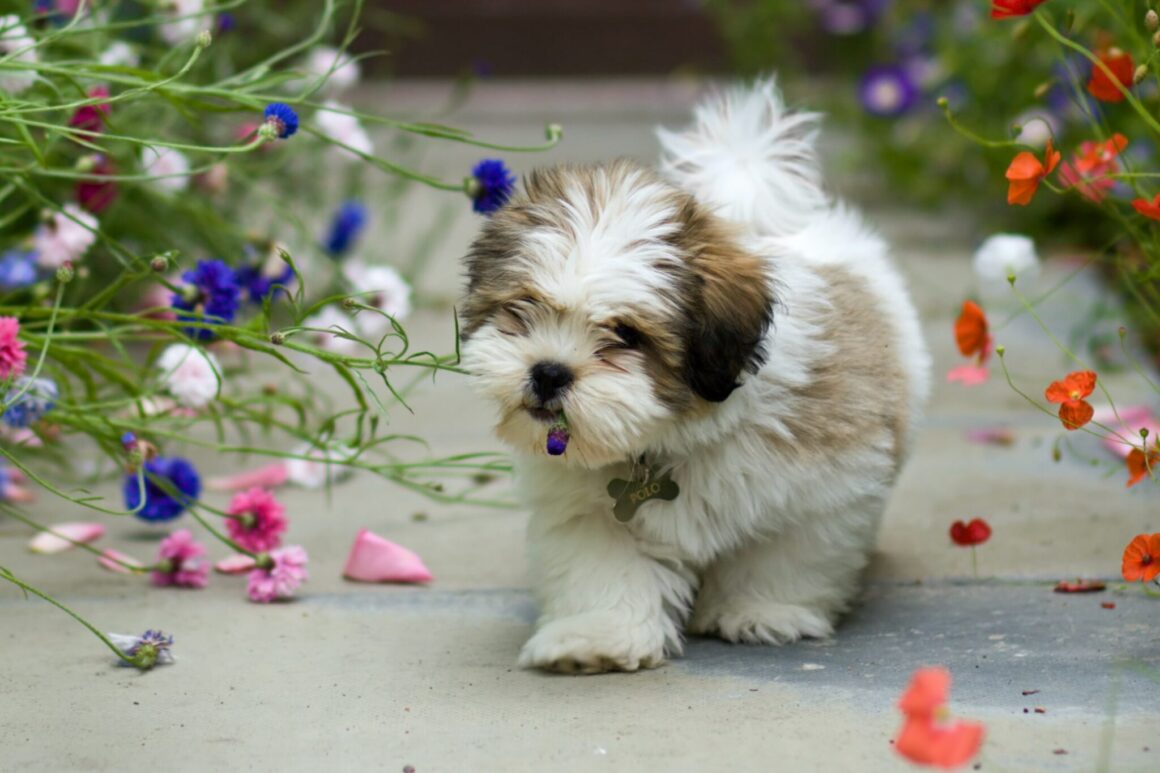 Giftige planten voor honden ws01v01 95572045 scaled