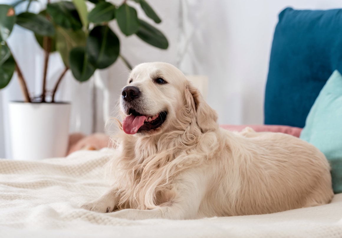 Gelukkig Golden Retriever op bed