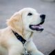 Golden Retriever kopen? Lees dan eerst deze tips