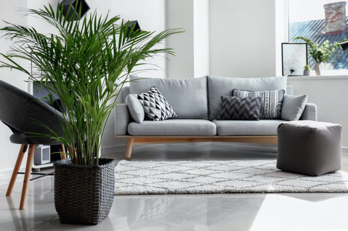 Goudpalm areca palm verzorgen ws01v03 1156714446 scaled