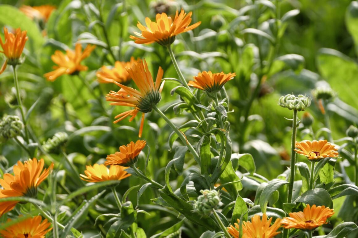 Goudsbloem kweken zaaien oogsten ws01v01 2874472 scaled