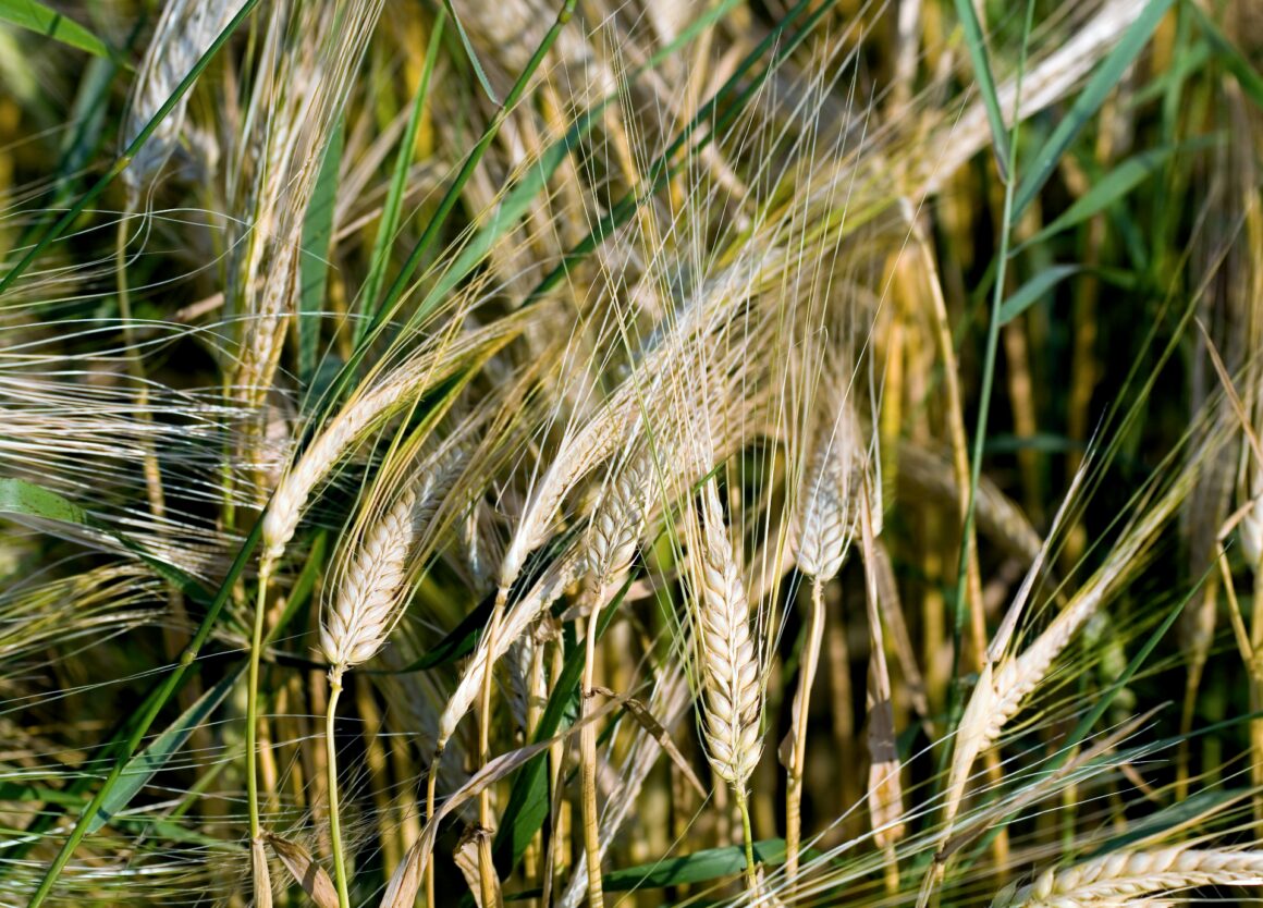 Waarom eten honden gras: pas op voor gevaarlijke grasaren