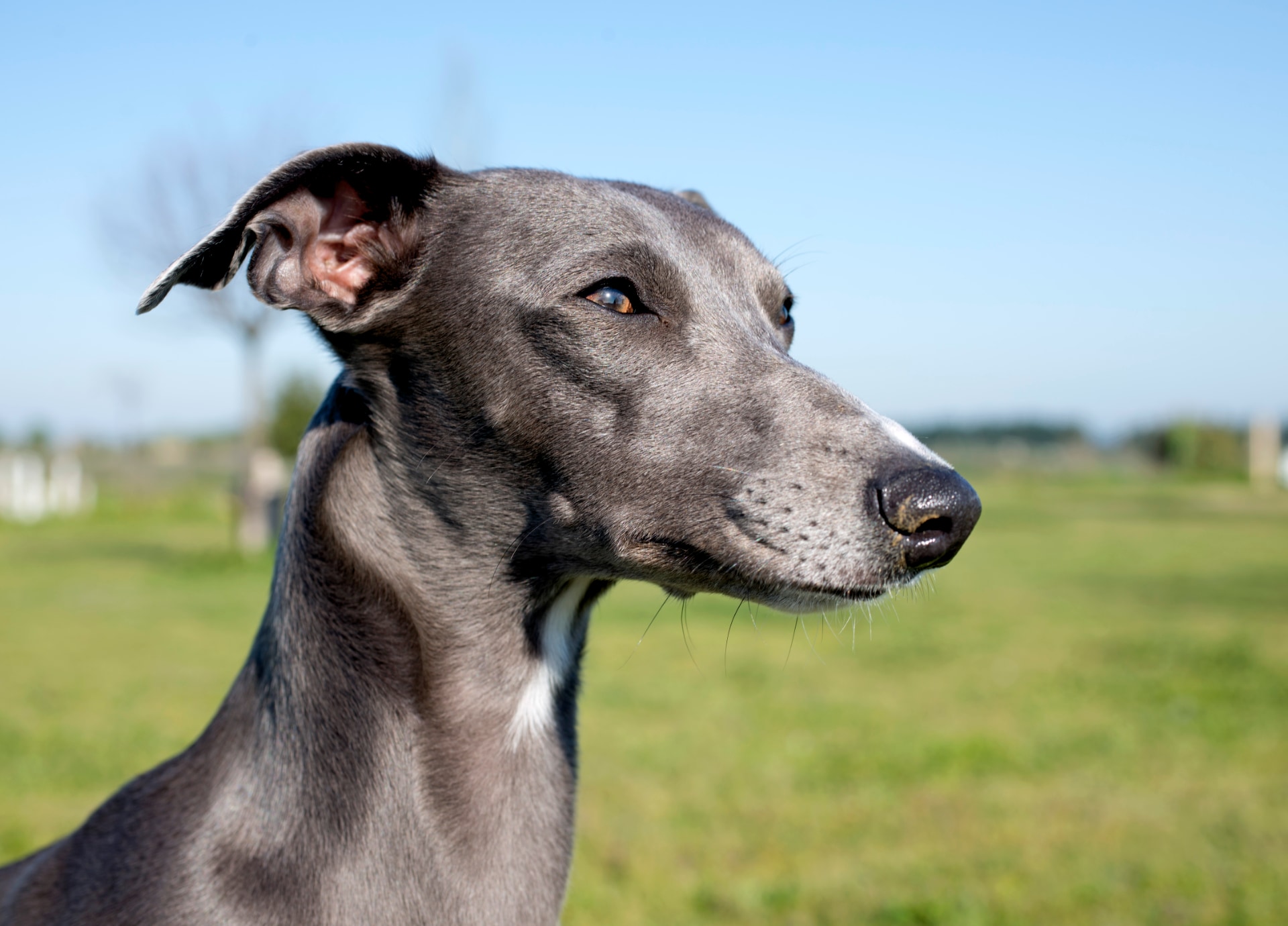 Greyhound als beginnershond