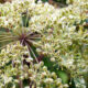 Grote engelwortel–angelica archangelica aartsengelwortel