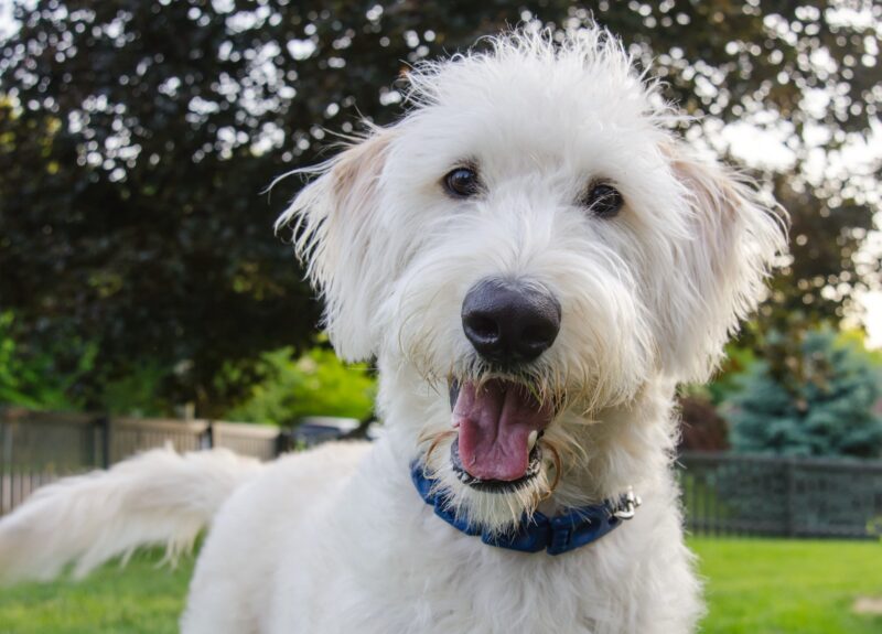 Dit zijn dé meest populaire grote honden die niet verharen