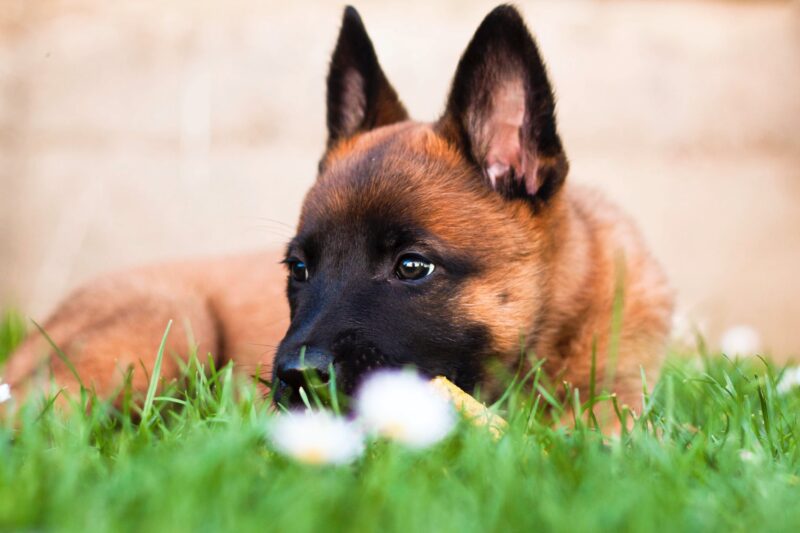 Herder hond ontspannen hondvriendelijke tuin ws01v01 46207303