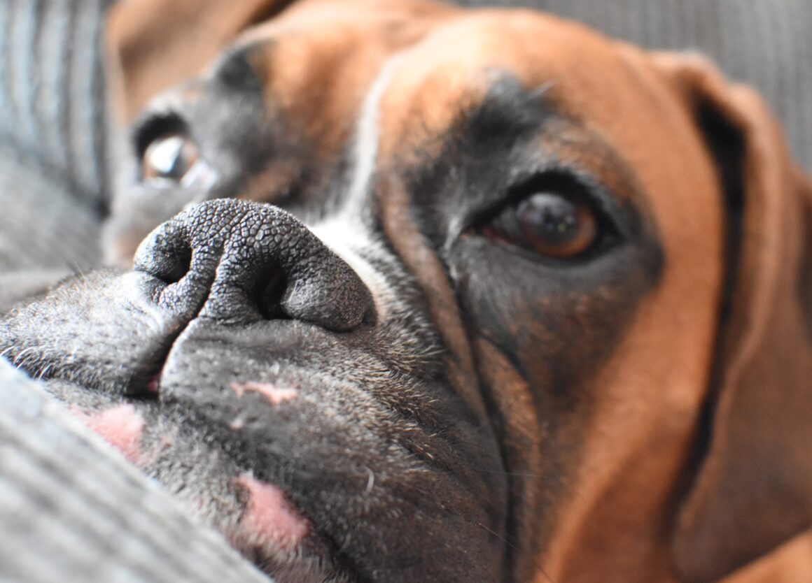 Hersenvliesontsteking bij honden: dit moet je weten