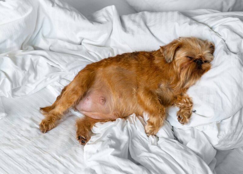 Hoe lang is een hond zwanger en hoe verloopt de draagtijd?