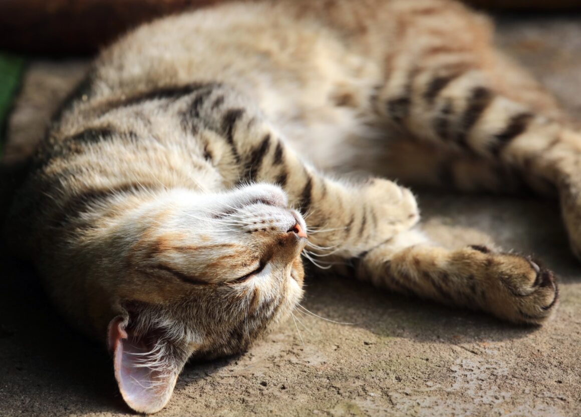Hoe lang slaapt een kat en wat is voldoende?