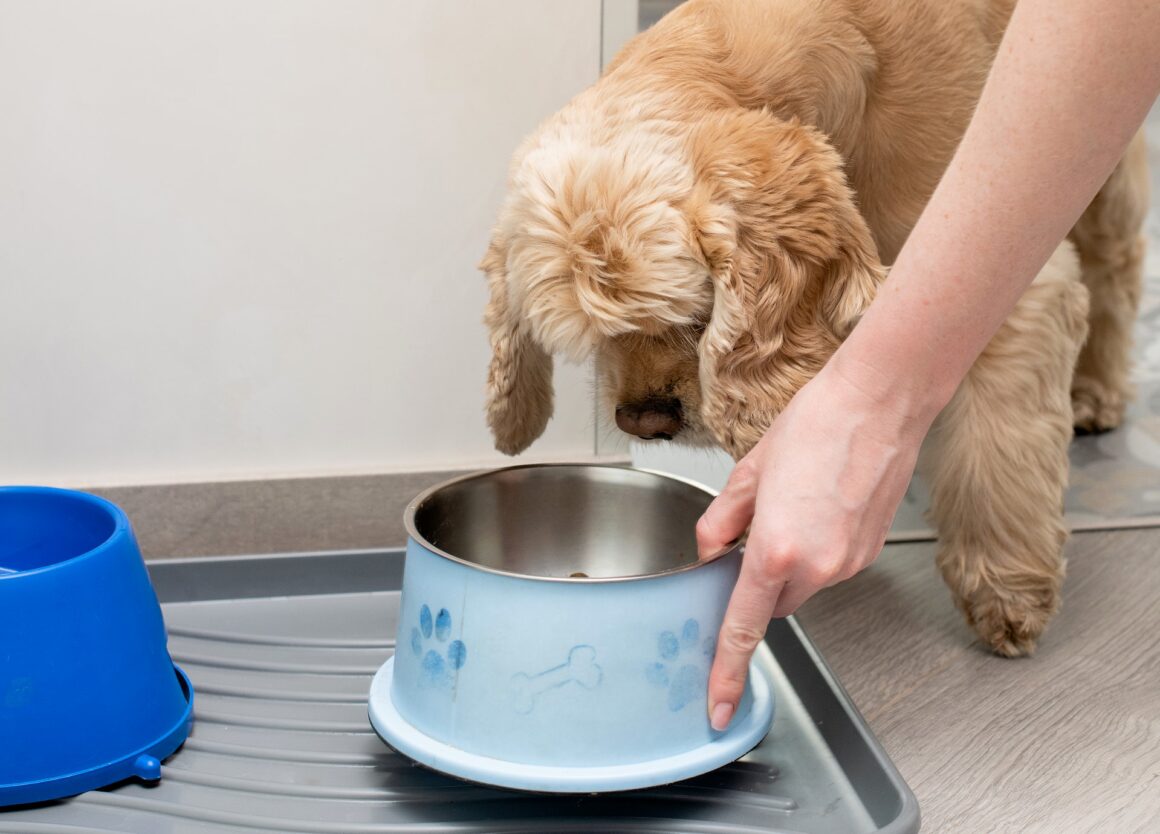 De waarheid over: hoeveel mag een hond eten?