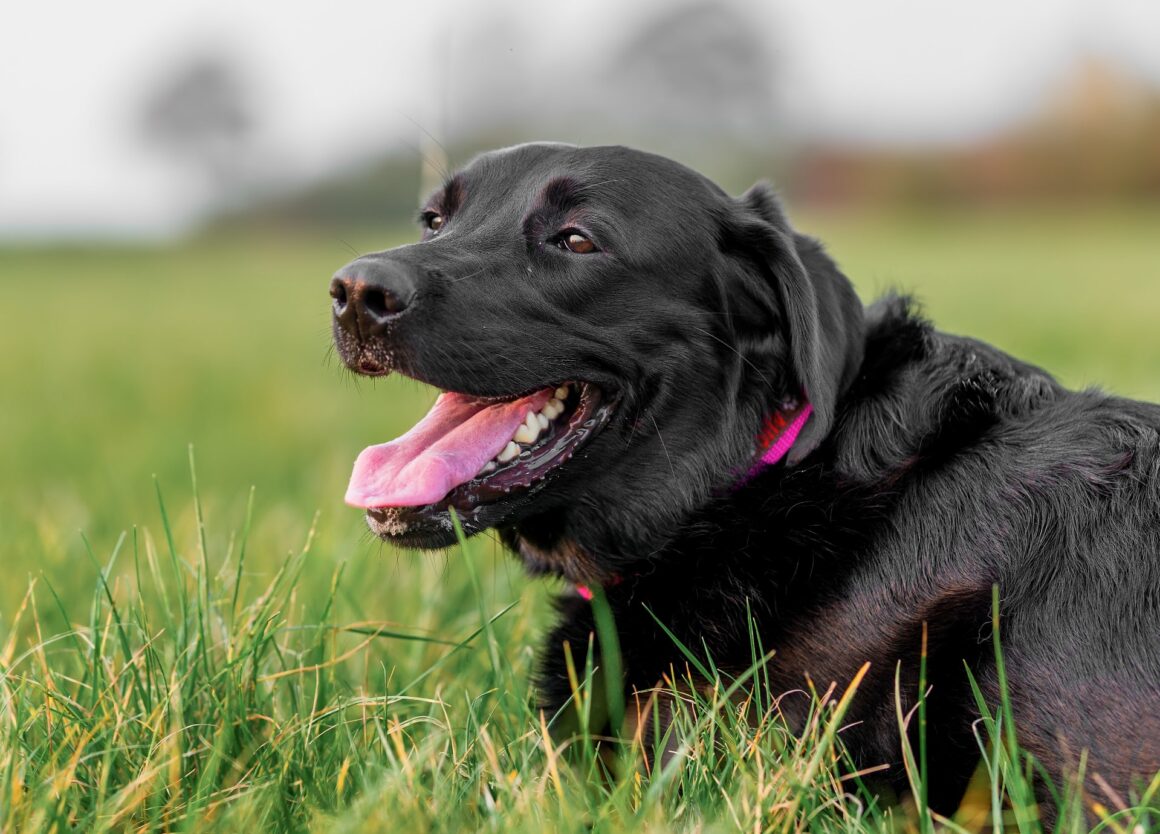 Mijn hond ademt snel: 4 mogelijke oorzaken