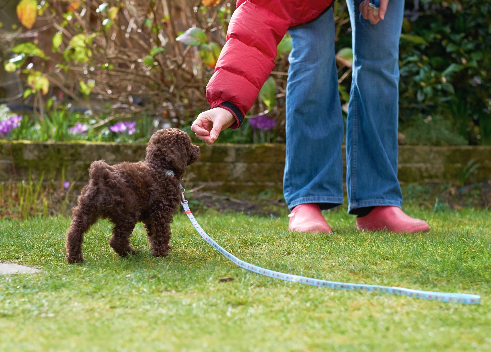 Hond belonen met een Clickertraining