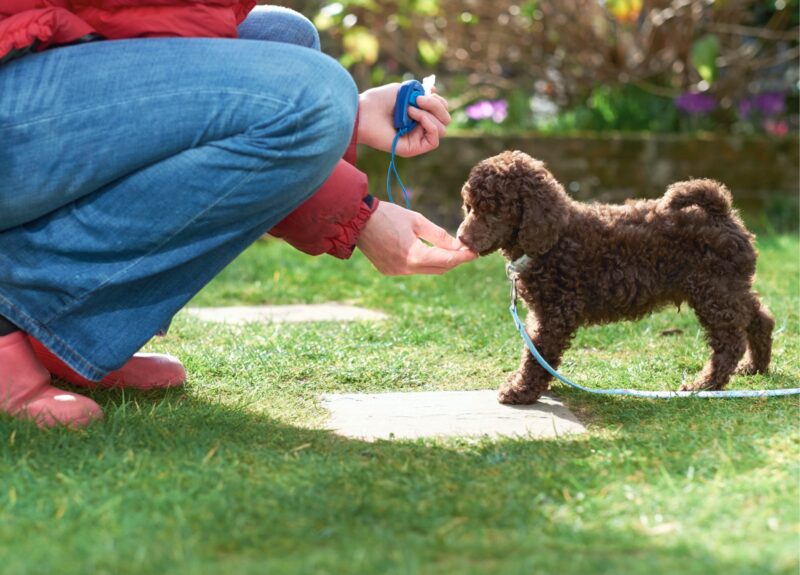 Zo kun je een hond blaffen afleren met een clicker